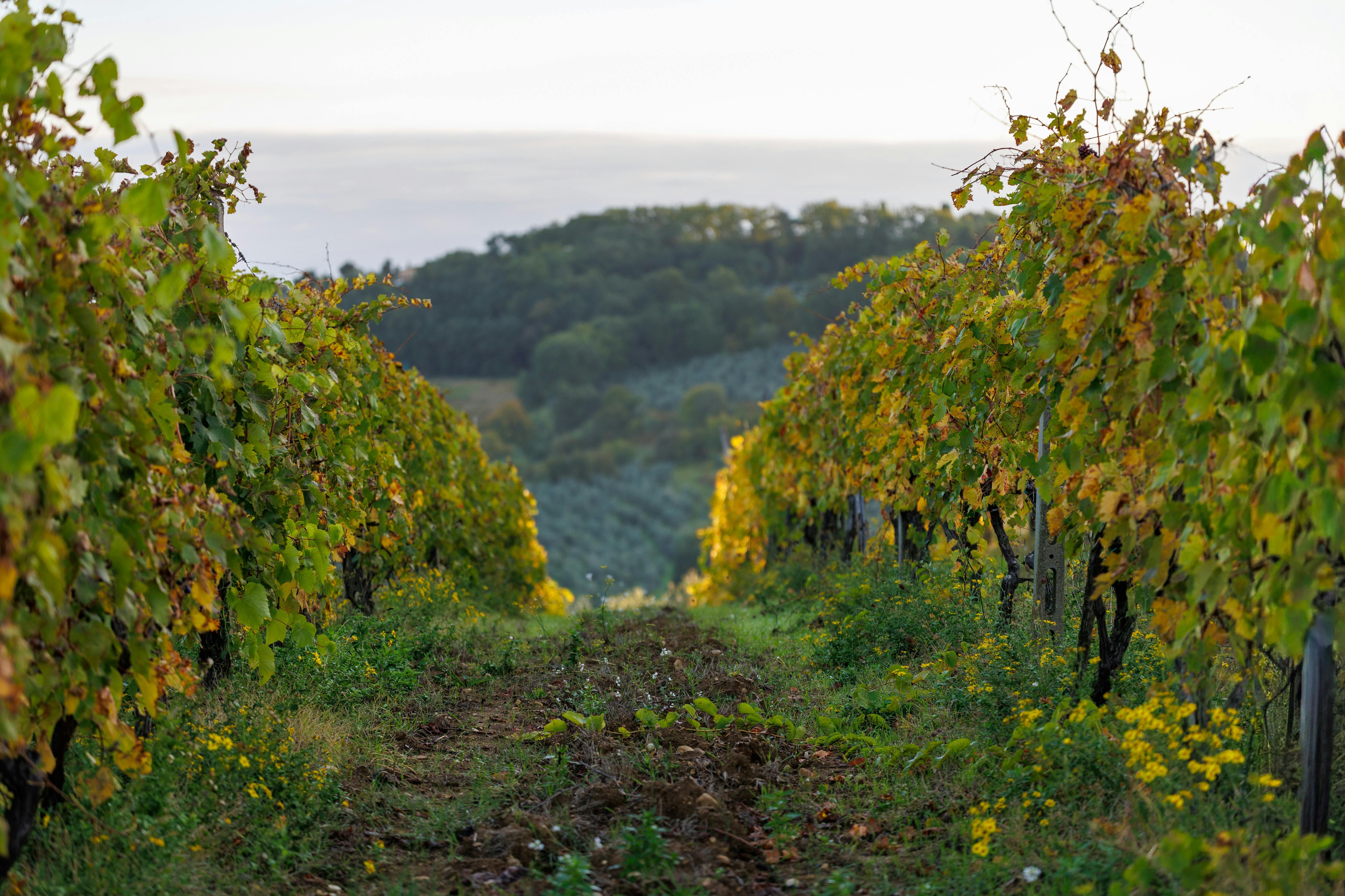 Autumn in Europe: Harvest, Foliage, Truffles