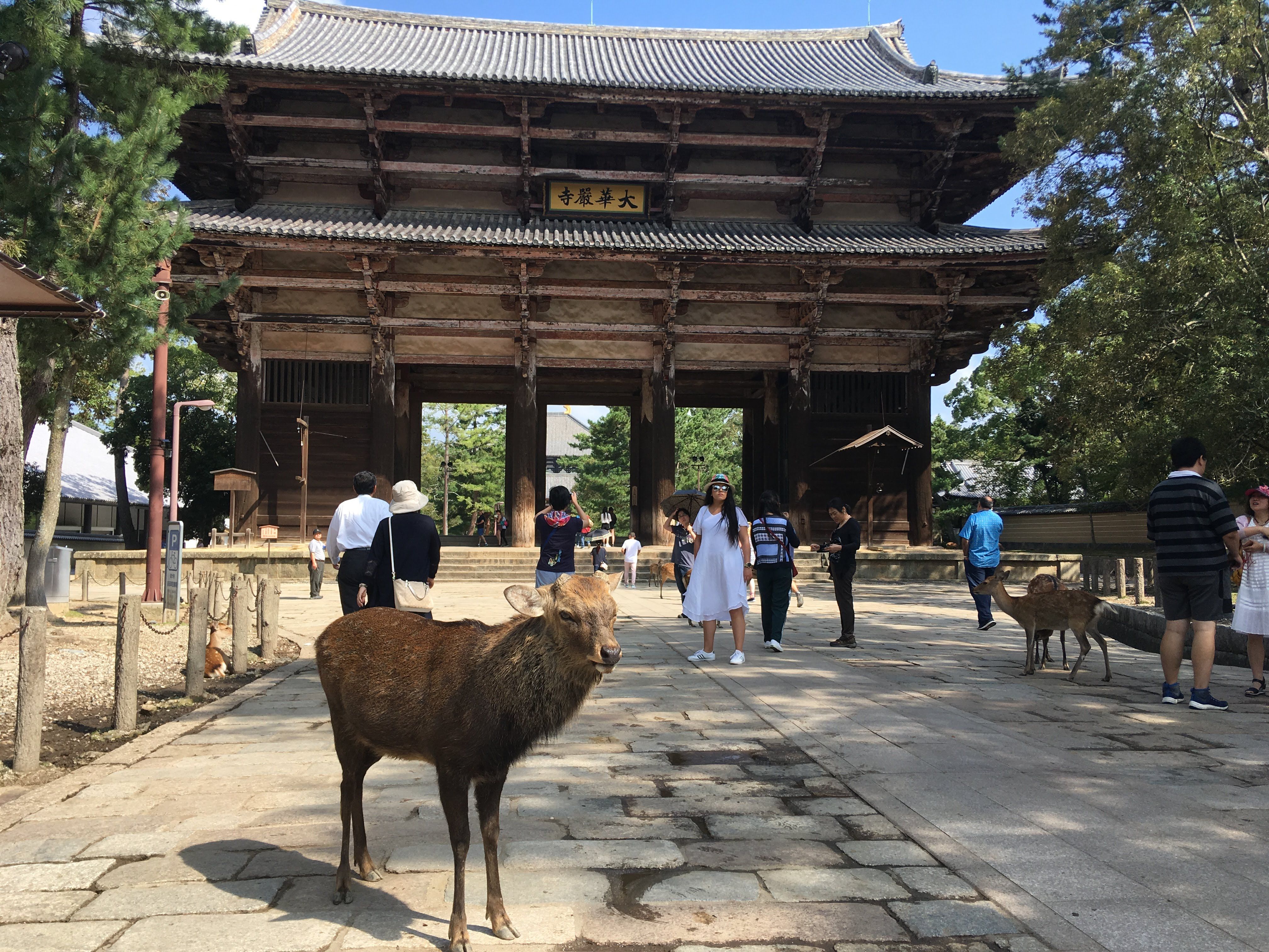 Nara from Kyoto: Plan a Temple and Park Day